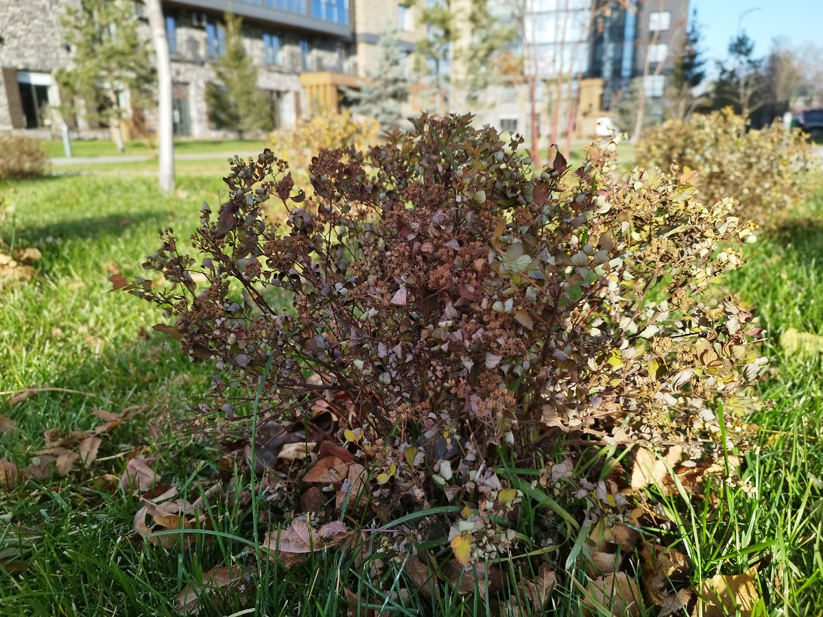 Фото сегодняшнее. Где-то выпал снег (даже в моём любимом Пятигорске), а в Красноярске солнце и зелёная трава (если честно признаться, вчера было премерзко на улице, но сегодня красота)