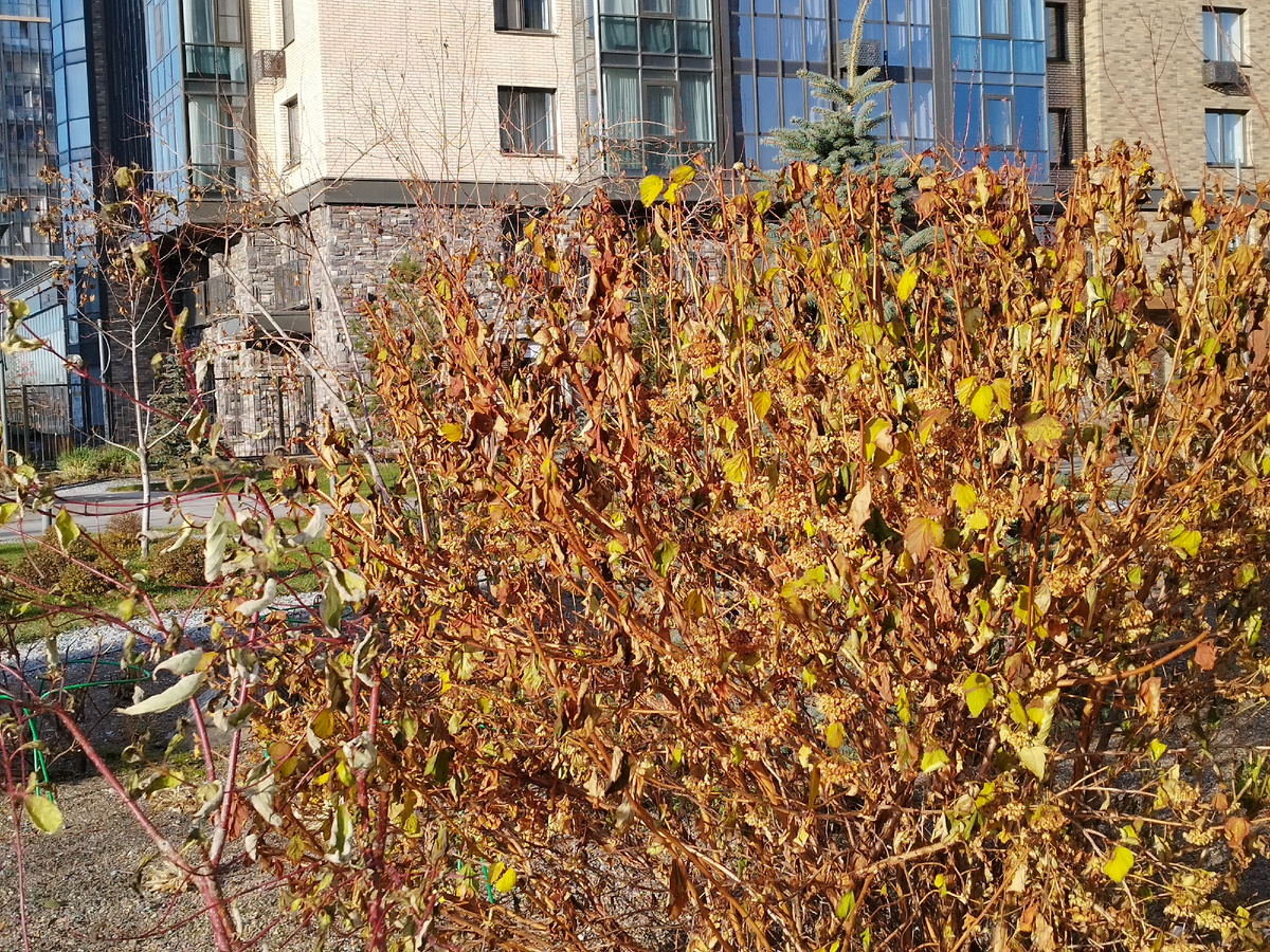 Наш ноябрь. Ждём снега. Фото из личного архива автора