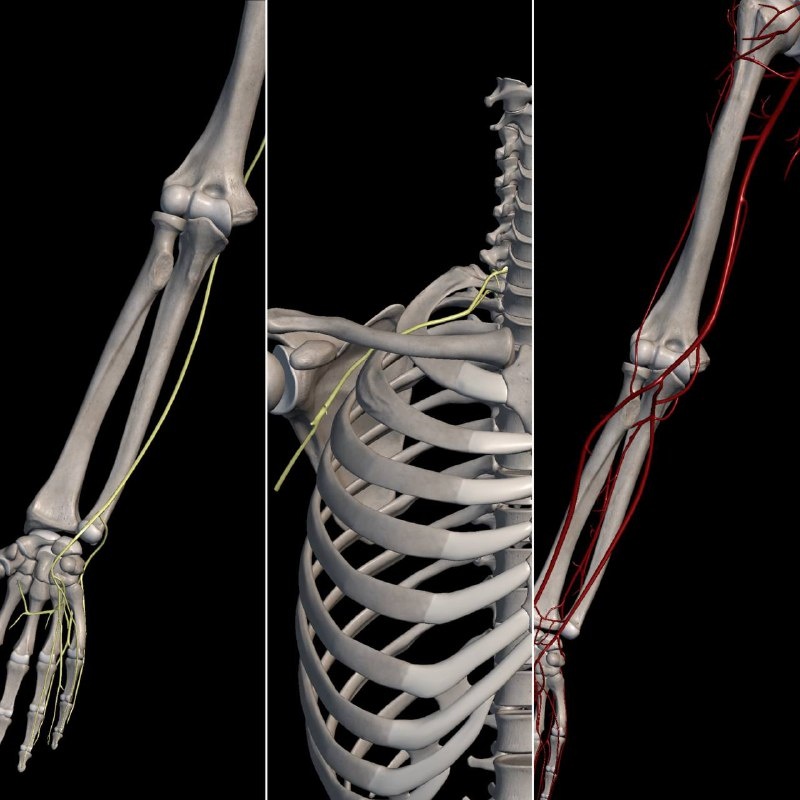 Слева направо: Локтевой нерв иннервирует мизинец и половину безымянного, далее перекидывается через локоть в медиальном надмыщелке, проходит под ключицей, уходит в корешок шейно-грудного сегмента. Система артерий плеча и предплечья.