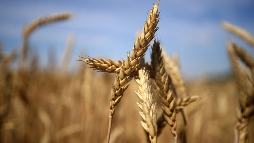    Фото: ИЗВЕСТИЯ/Эдуард Корниенко; 5-tv.ru