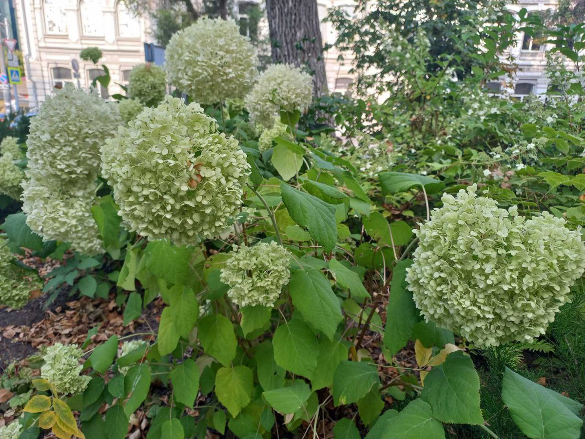 Фото автора.