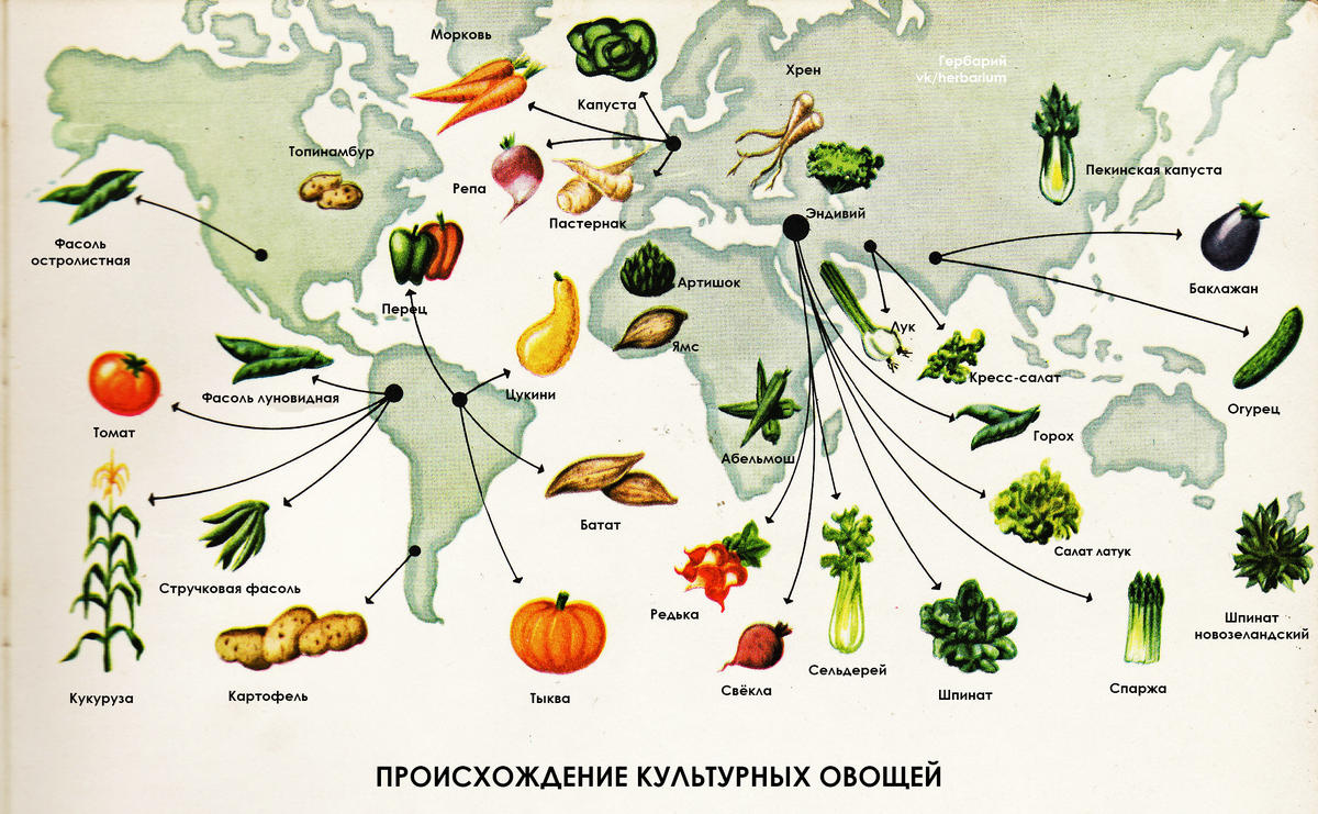 Иллюстрация из "The Golden Treasury of Natural History", by Bertha Morris Parker, Golden Press, New York. 1962 