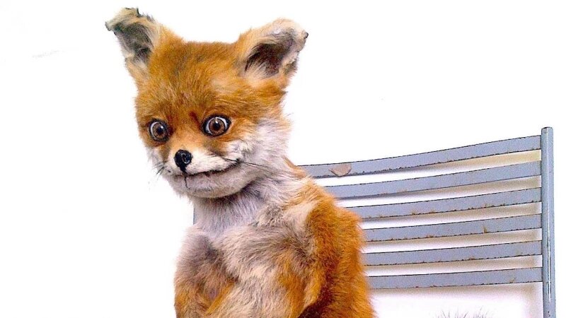     Подборка смешных мемов про лисиц-сестриц pikabu.ru