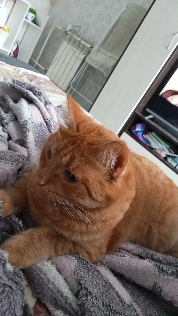 Знакомьтесь "Котя"