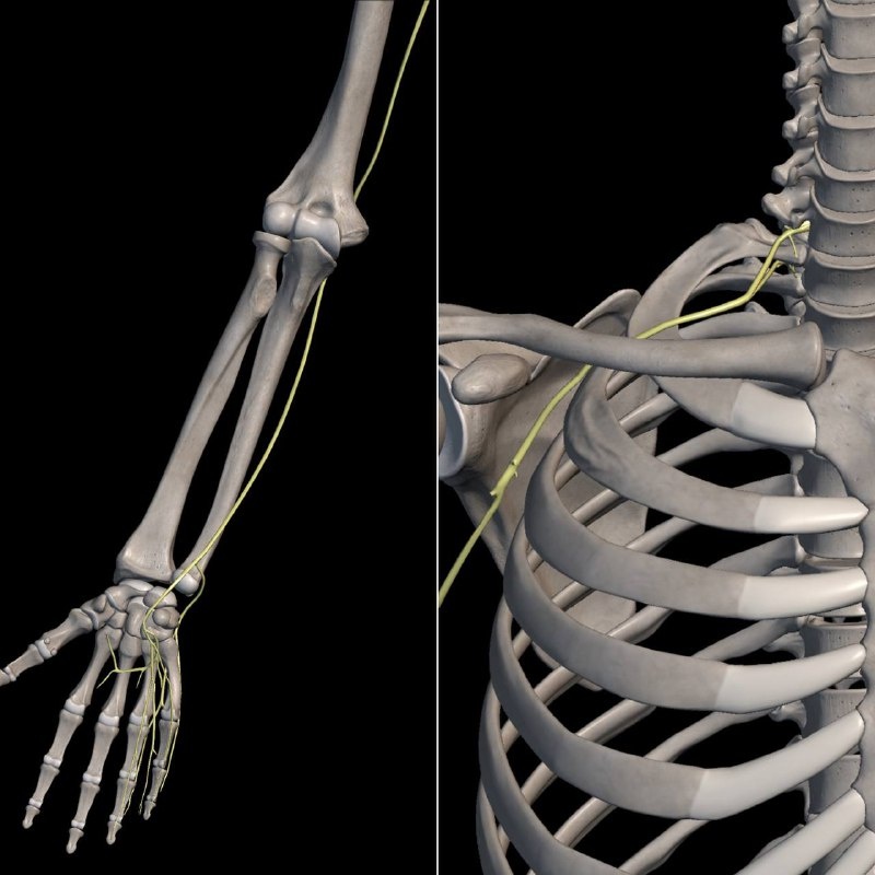 Локтевой нерв идет от мизинчика и безымянного, через локоть к шейному узлу С0-Th1