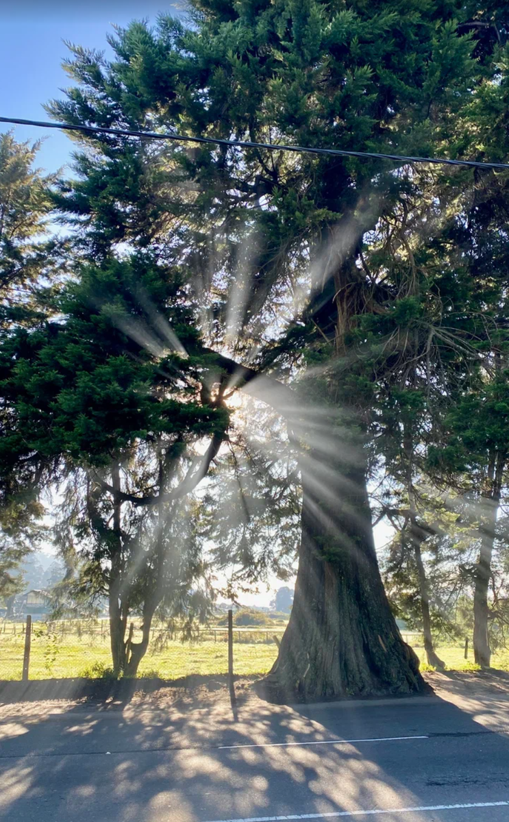 рассвет в Нувара-Элии