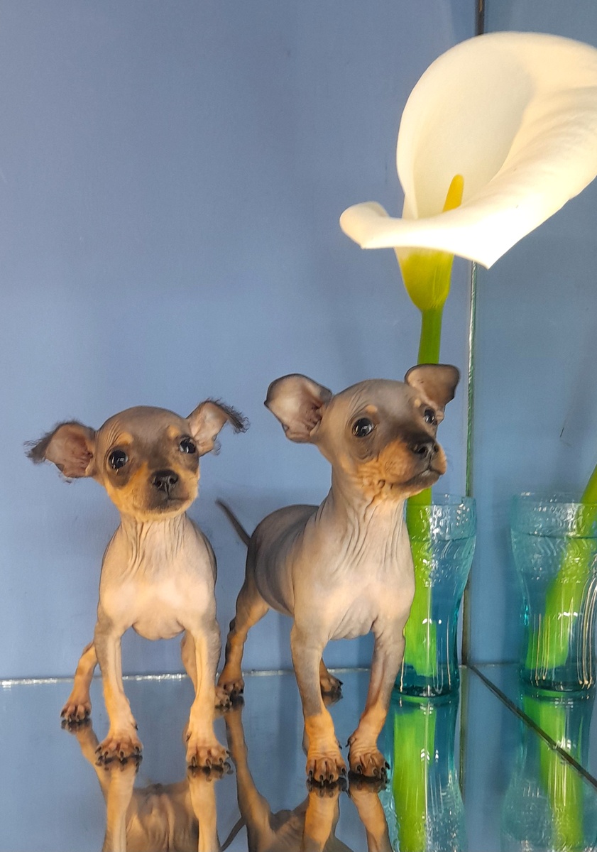 Братик и сестричка.