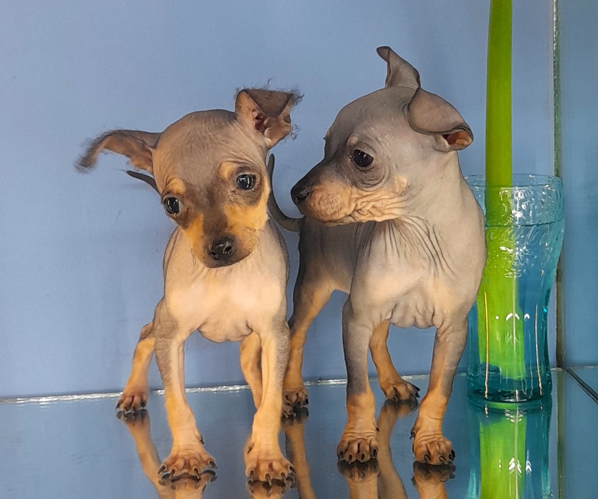 Что то интересное рассказывает сестричке своей..