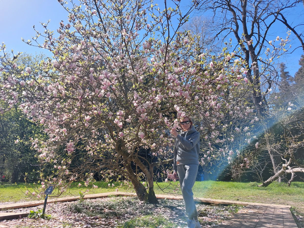 Магнолия Суланжа в парке Южные культуры