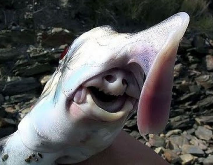 Как вам акула? Я тоже ее испугался!