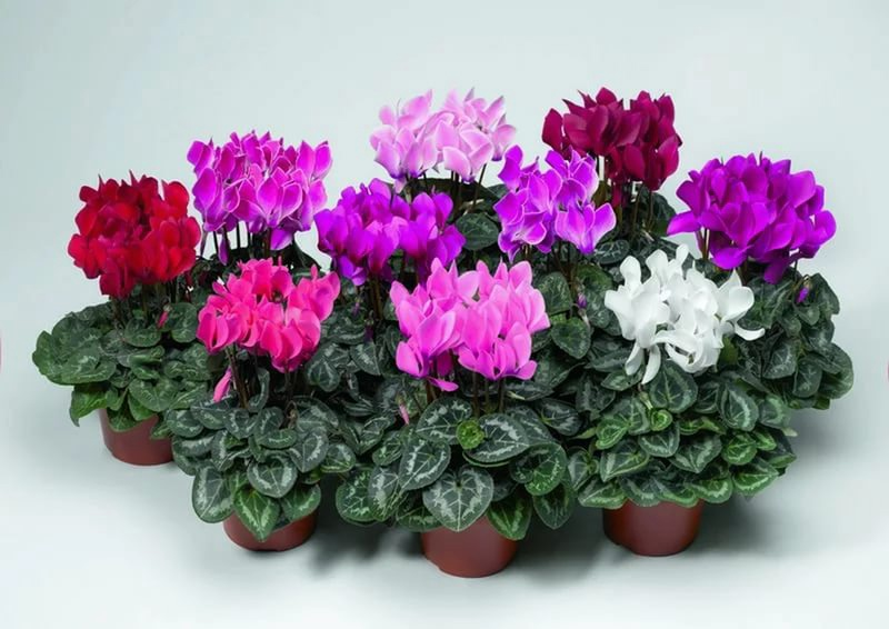 Цвет бутонов цикламена персидского может варьироваться от ярко-красного до белого, однако ствол всегда будет красно-коричневого цвета 