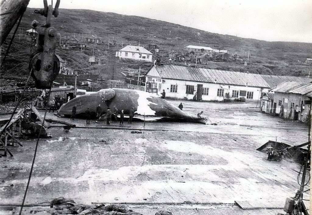 Китокомбинат в посёлке Подгорный конец 1940-х