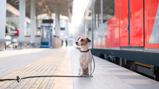    Что делать, если нашли потерявшуюся собаку на улице: советы кинологов Роман Захаров