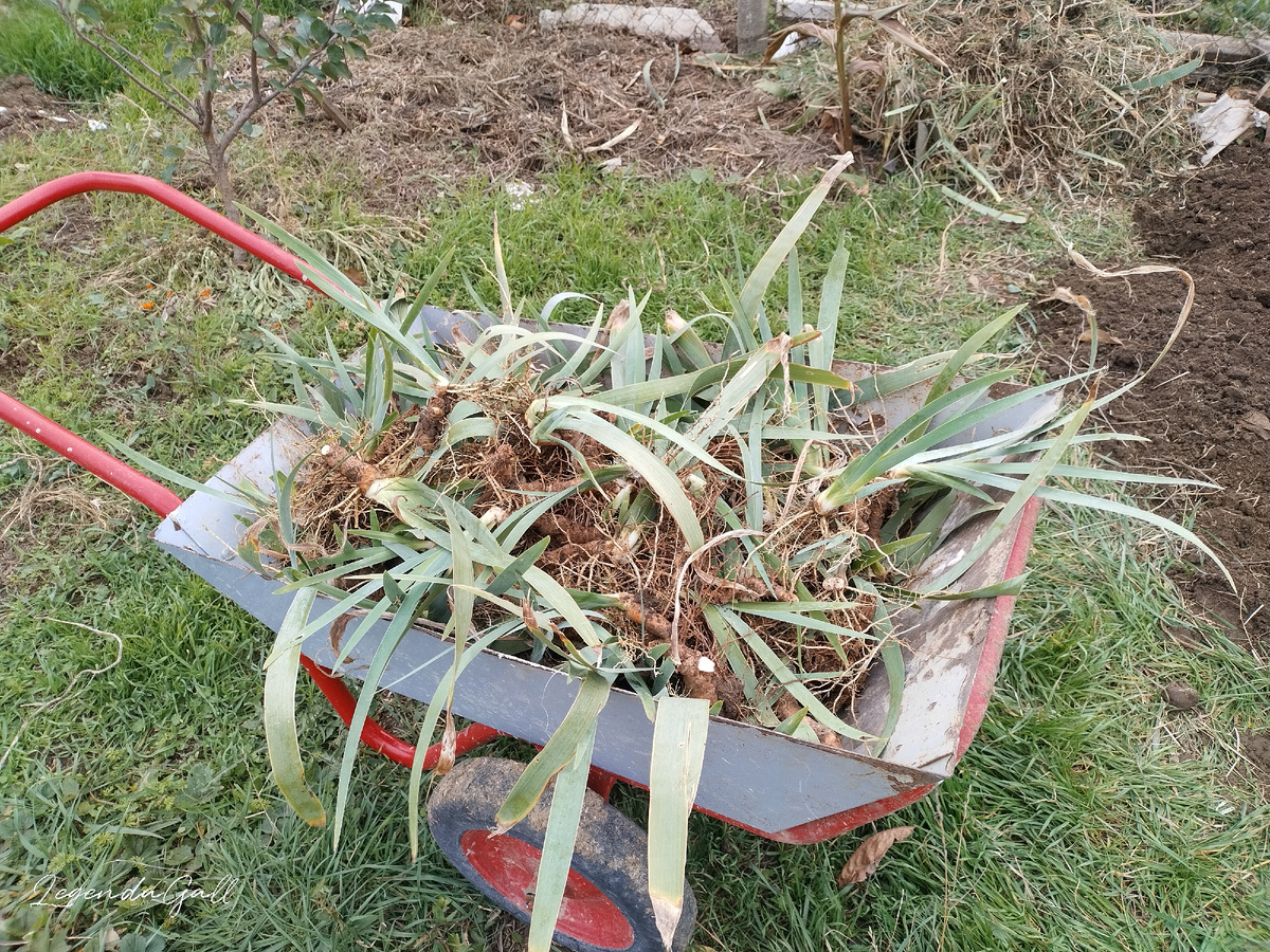 Полная тачка рассады ирисов