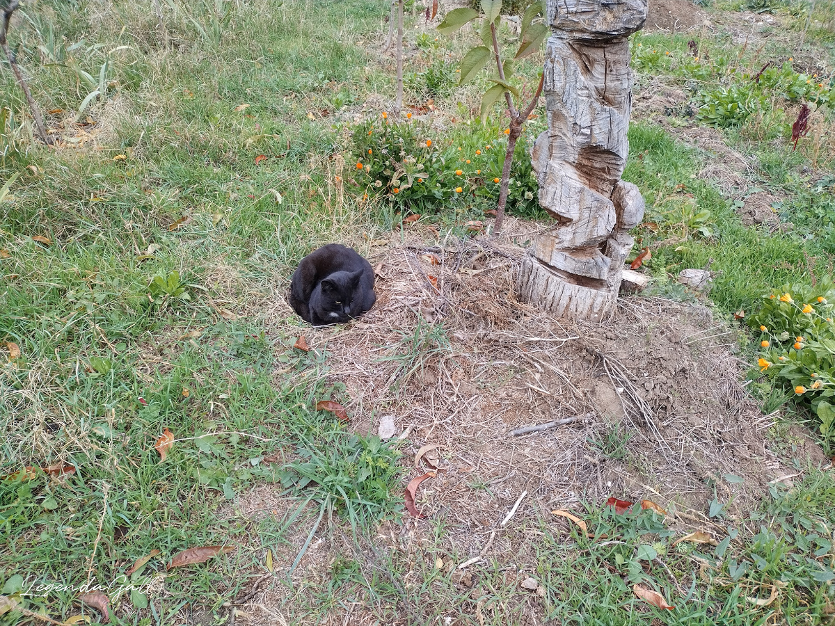 Кот спит под зайцем