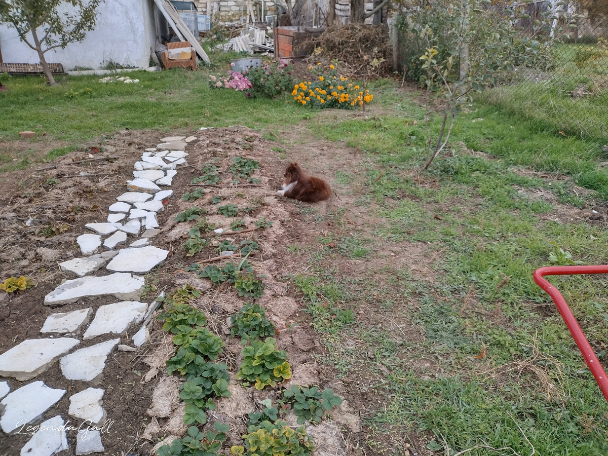 Поня на страже порядка