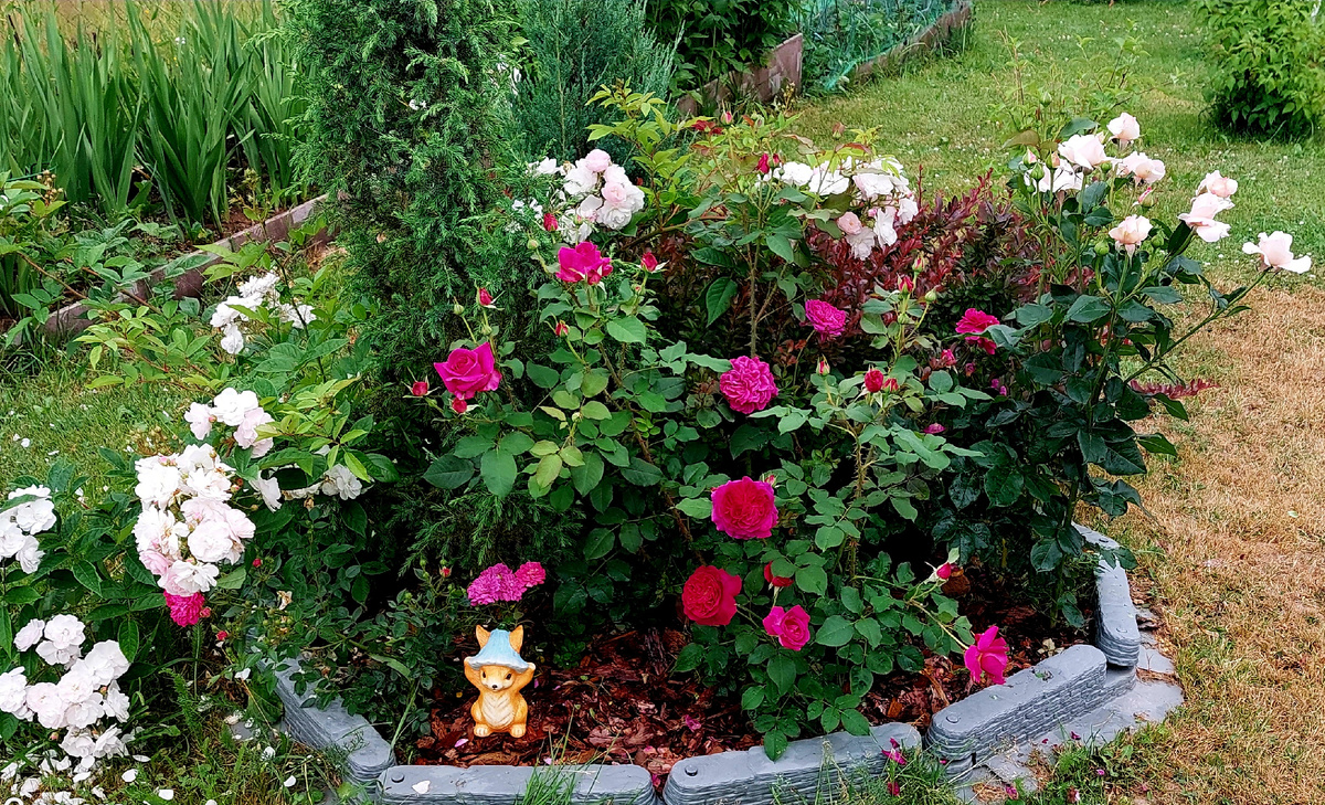 Розарий "малиновый звон". Не знаю, почему так назвала. Розового тут больше).  Но "малиновый звон" звучит красивее. 