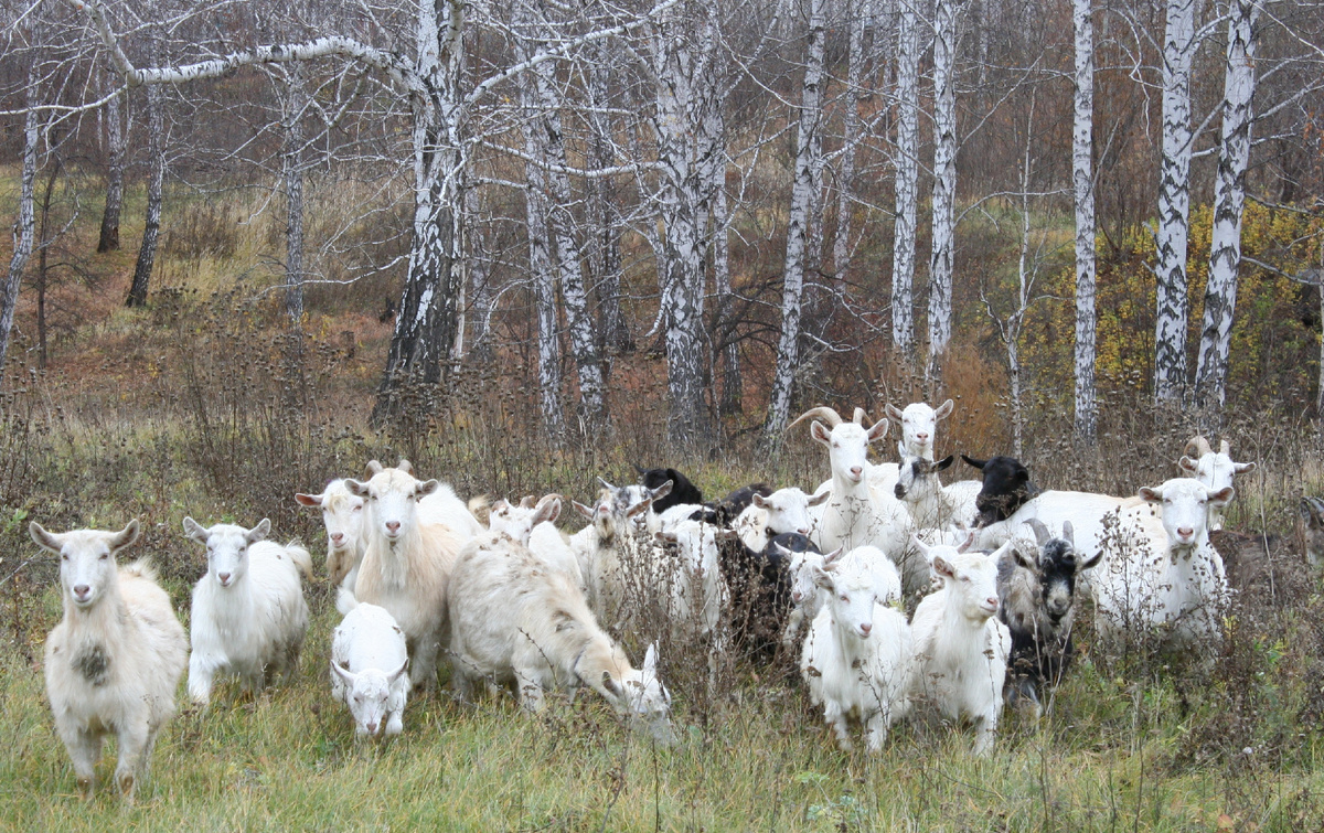 Фото: Царьград/Ростов-на-Дону