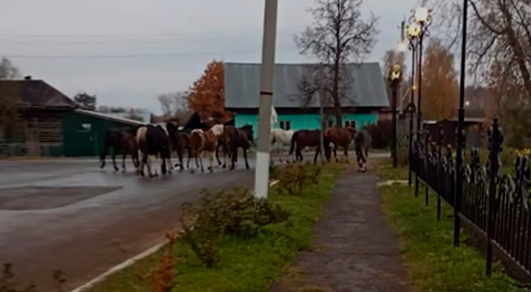 Фото: скриншот с видеоролика местных журналистов