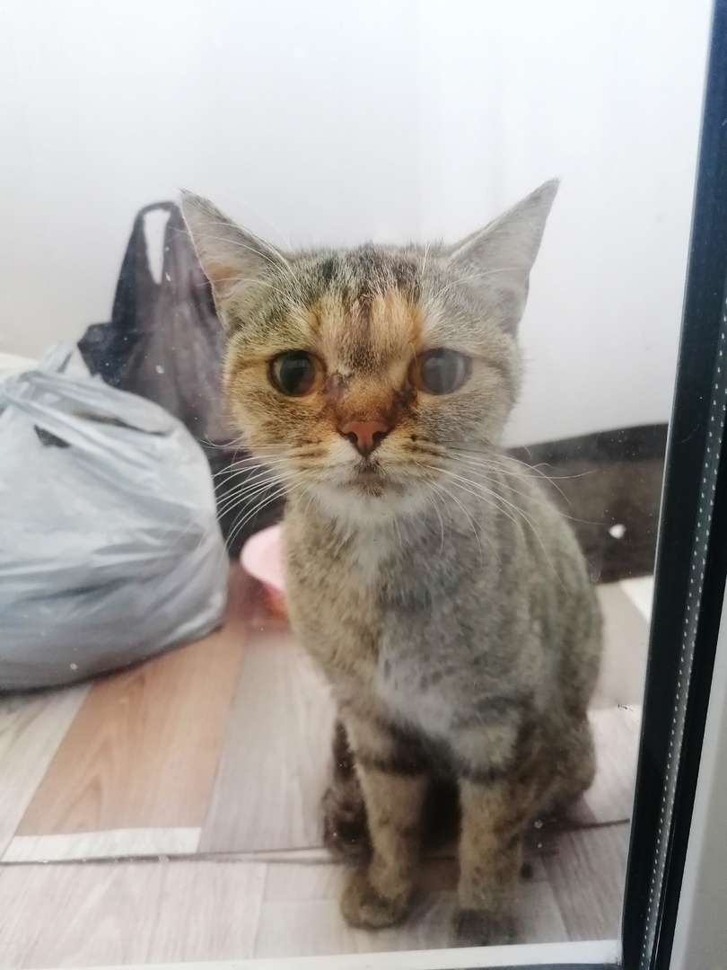 новенькая кошечка