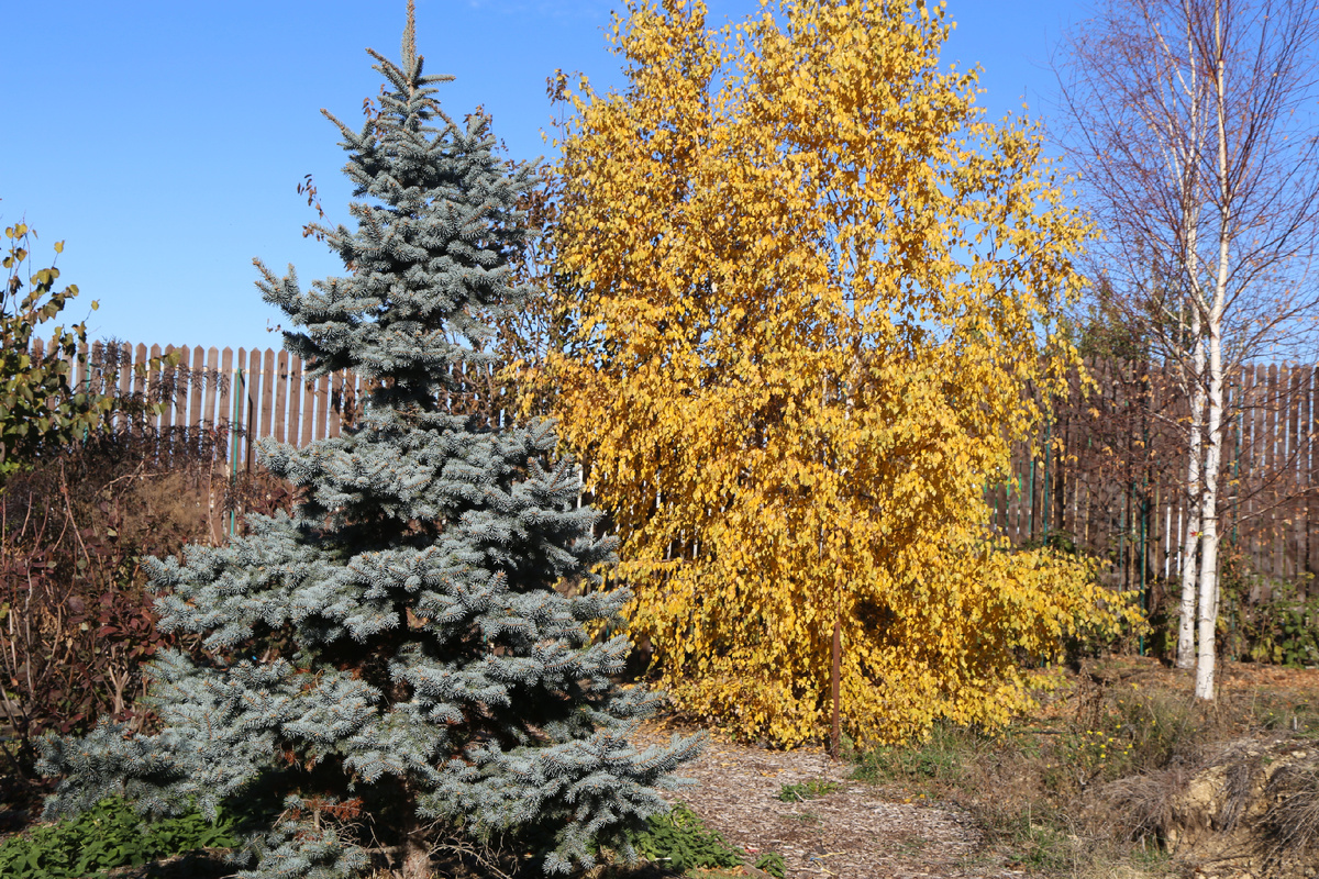 Крымское Гнездо! 2024 г.