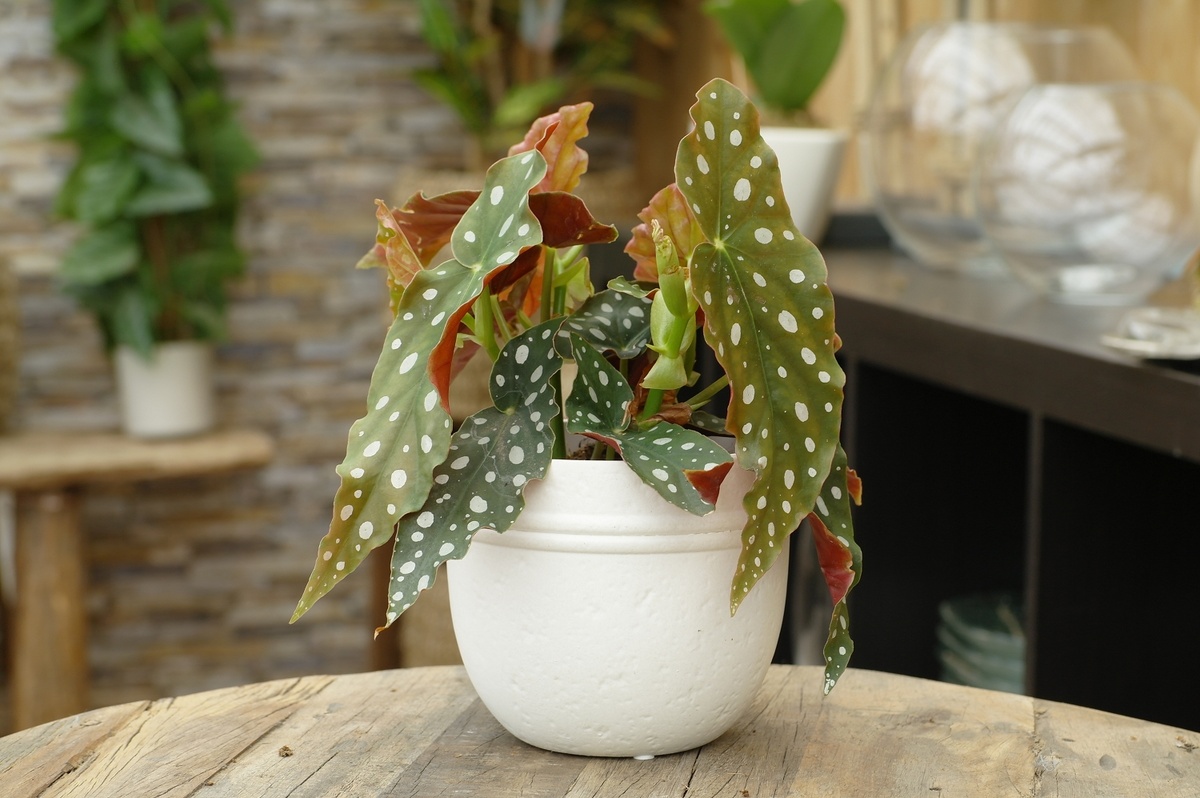 Бегония макулата. Источник фото: https://topcvetok.ru/catalog/product/8922/