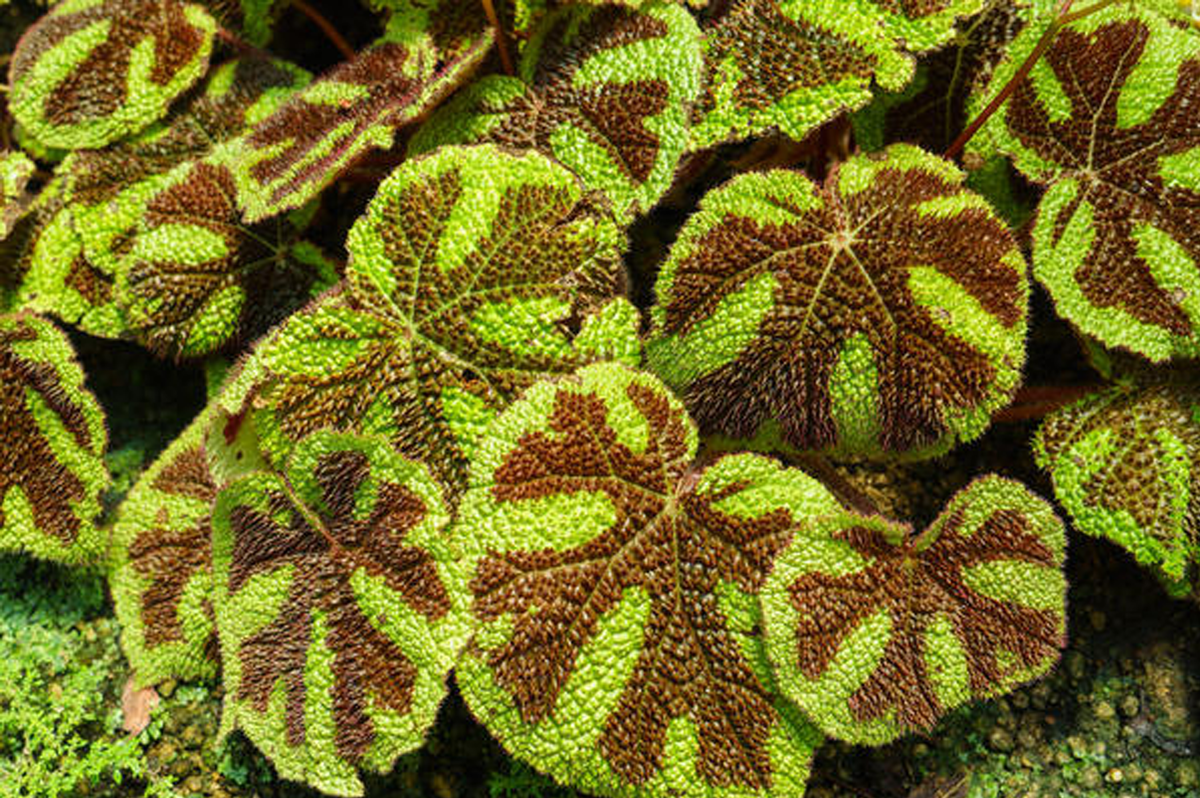 Бегония Мэсона. Автор: junichi_arai | Источник: Getty Images/iStockphoto