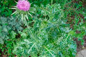 Фото с сайта https://semenaorg.ru/product/thistle/#iLightbox[]/0