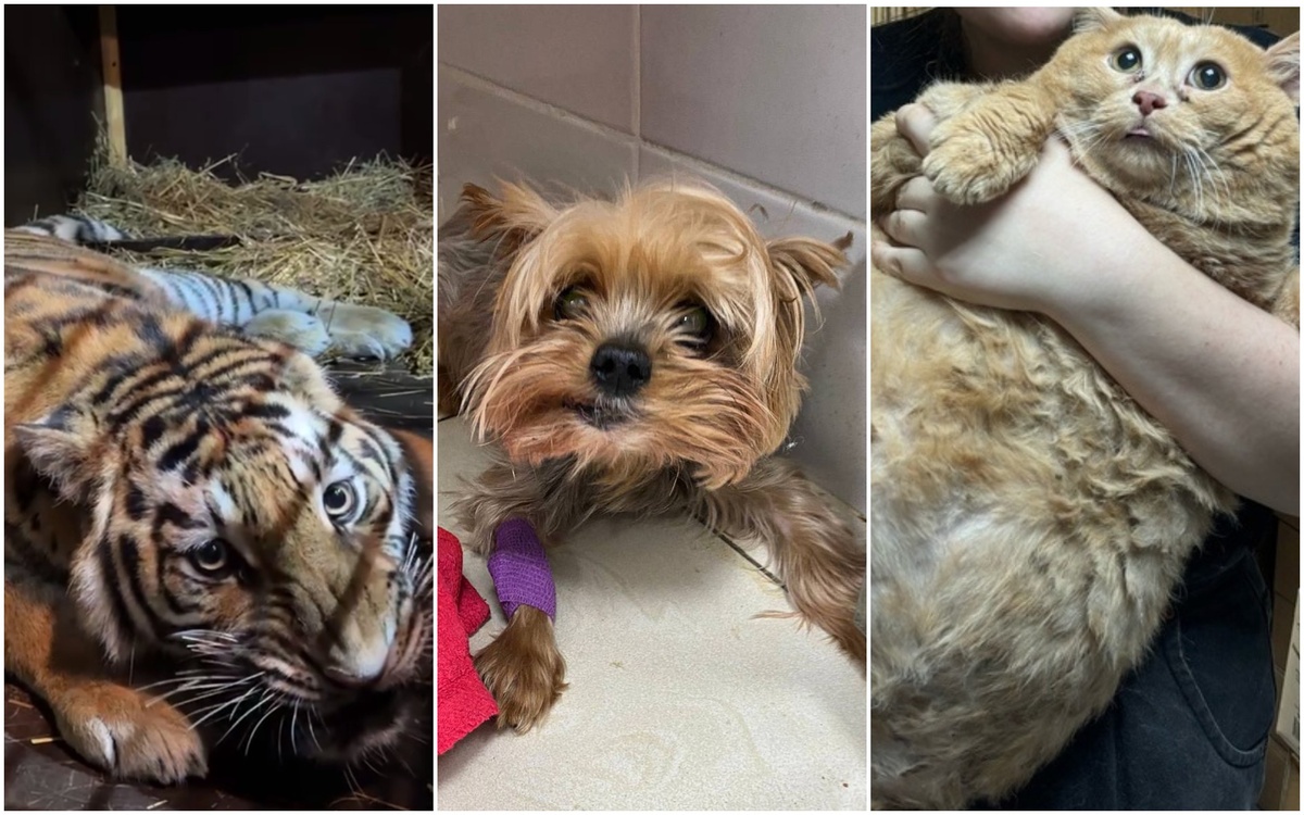 Фото: 78.ru, соцсети