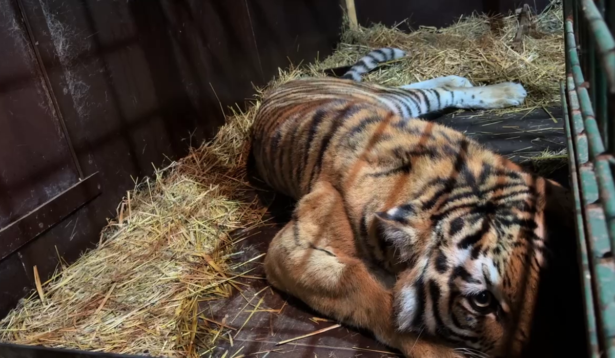 Лаура забилась в угол клетки. Фото: 78.ru