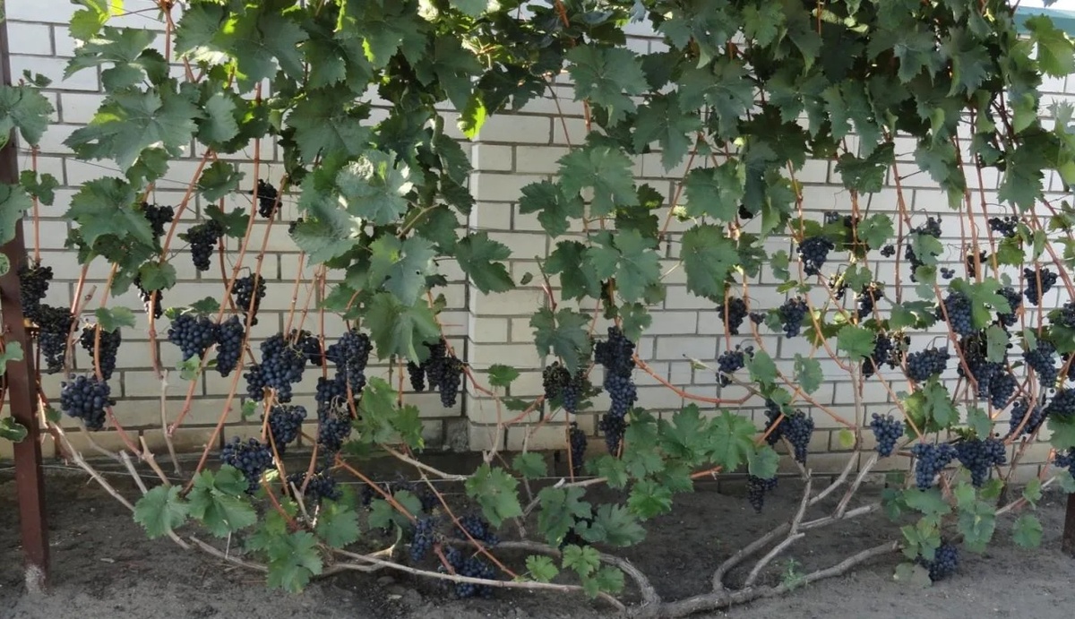 Монарх в Воронежской обл.Фото Т.Китаевой.