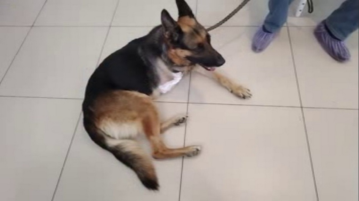    Пёс-герой Мухтар спас бойца из Курского приграничья