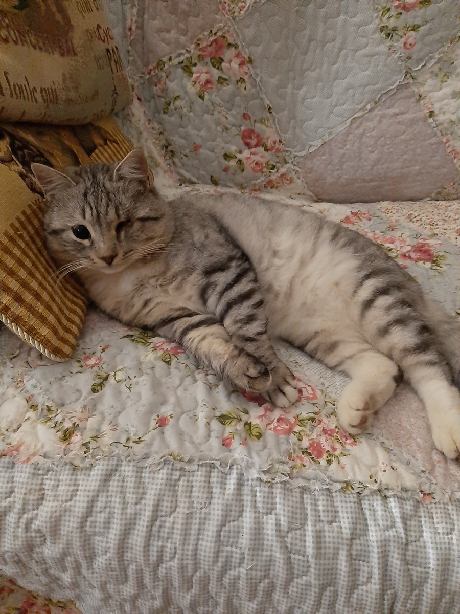 Мимимишная внешность обманчива. Джон Сильвер очень не дурак подраться