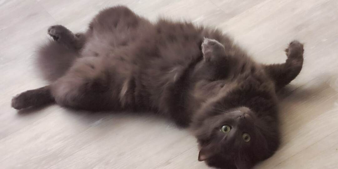 Мы тогда, глядя на это чудо, решили, что это кошка и она уже беременная. Поэтому срочно её нужно ловить