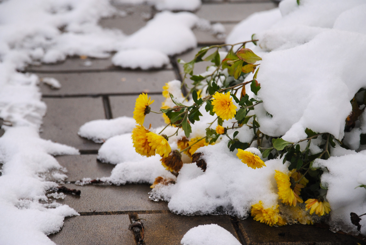 Мой сад в ноябре 2024 года