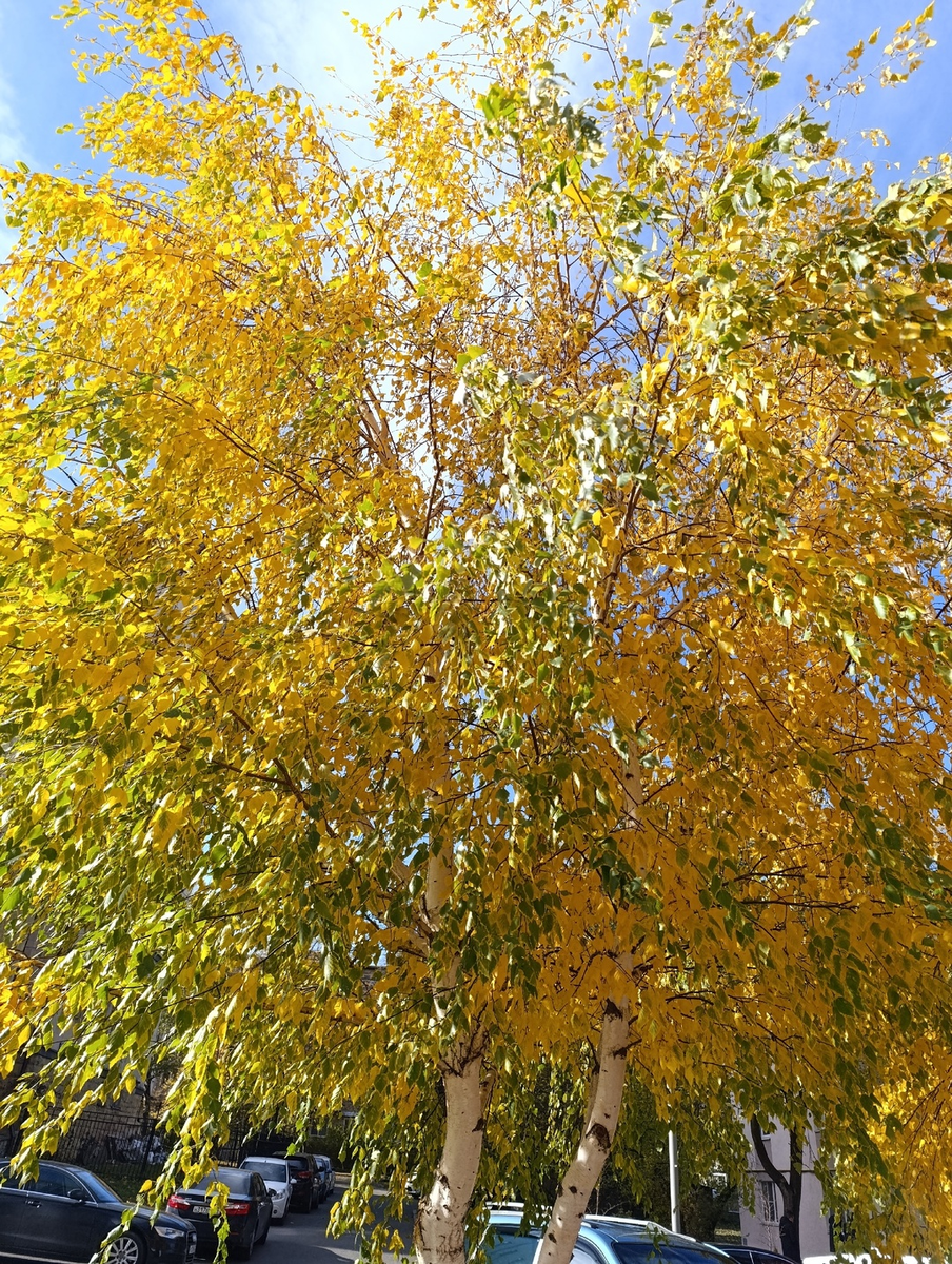 Тёплое солнышко) 