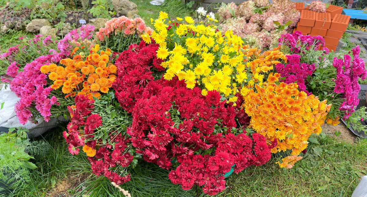 Срезанные хризантемы еще долго украшали сад.