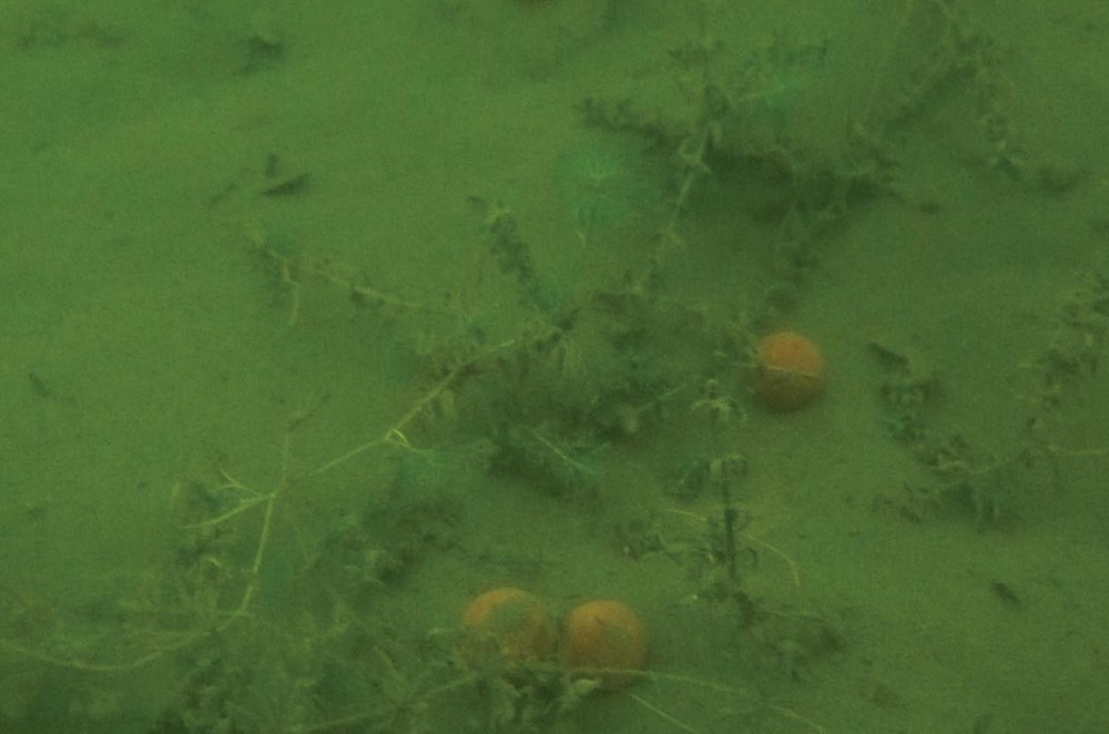 Фото: carpology.net