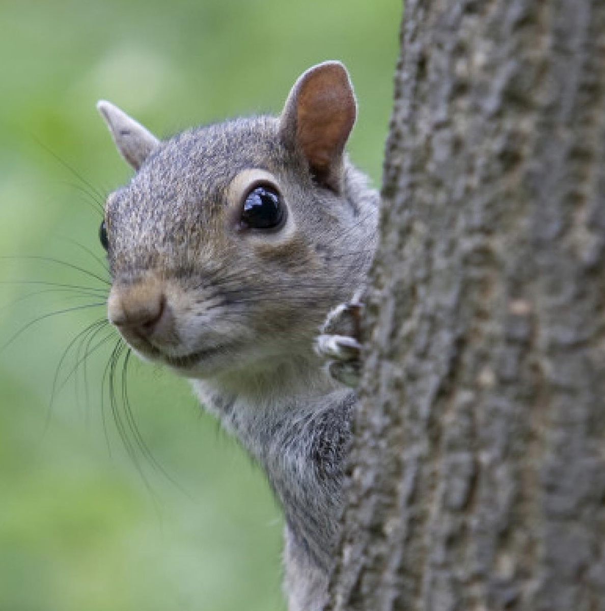 Оказывается, белка – уникальное животное. (Фото: hgtvhome.sndimg.com).