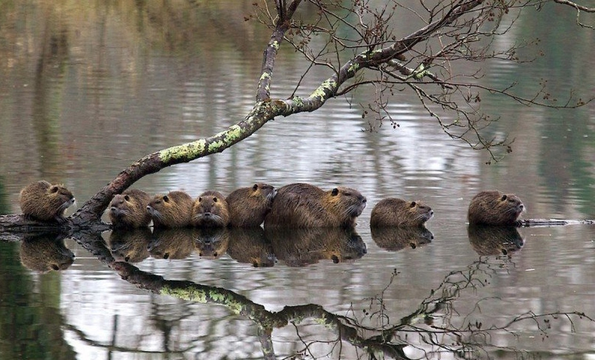Бобры, как выяснили учёные, обладают удивительным свойством. (Фото: i09.fotocdn.net).