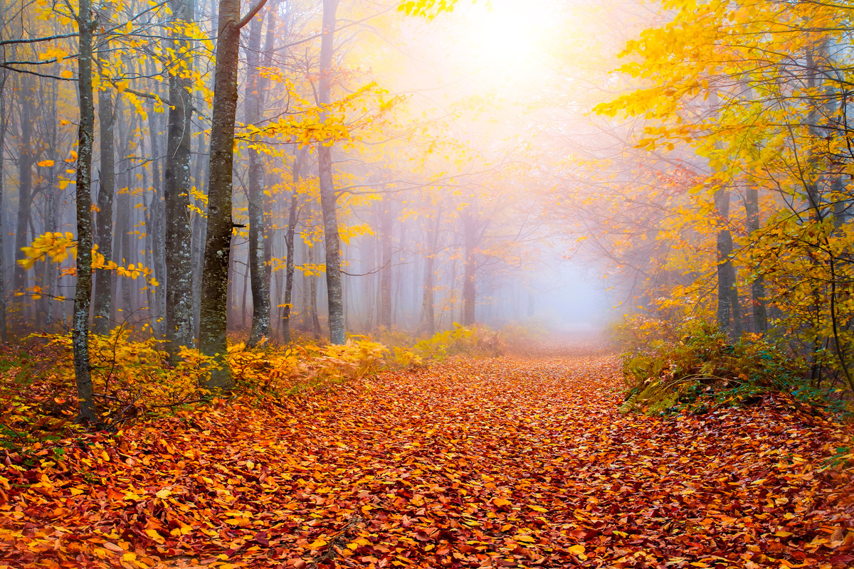    Фото: Hakan Eliacik / Shutterstock.com