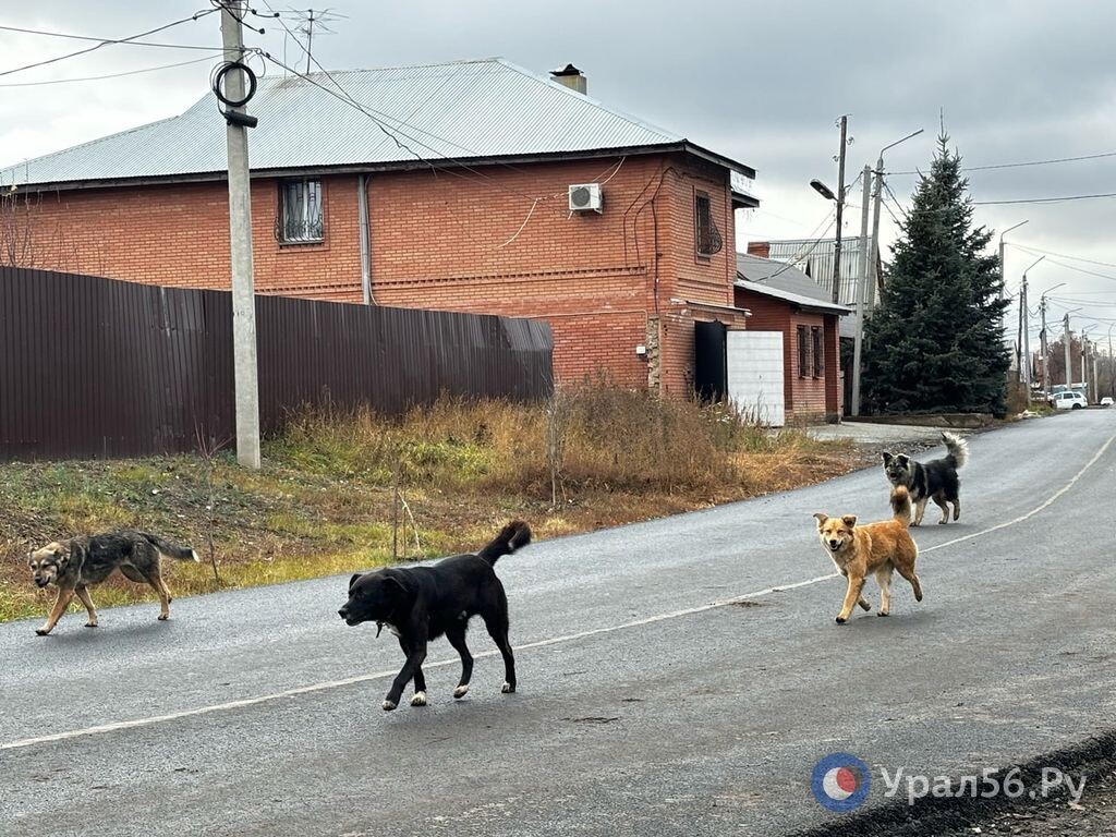    Жительница Оренбургской области требует 100 тысяч рублей за нападение домашней собаки на ребенка