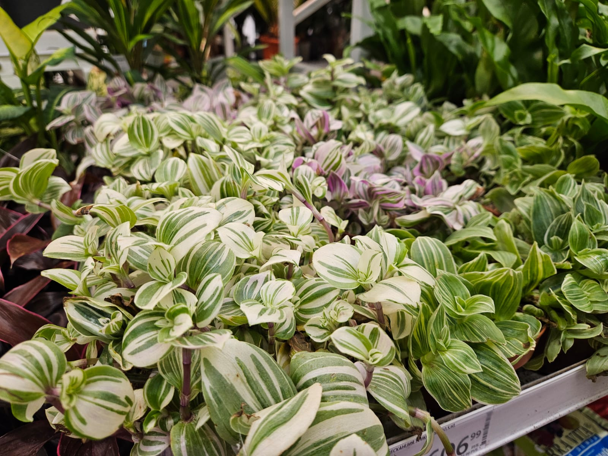 Мило, симпатично, но...