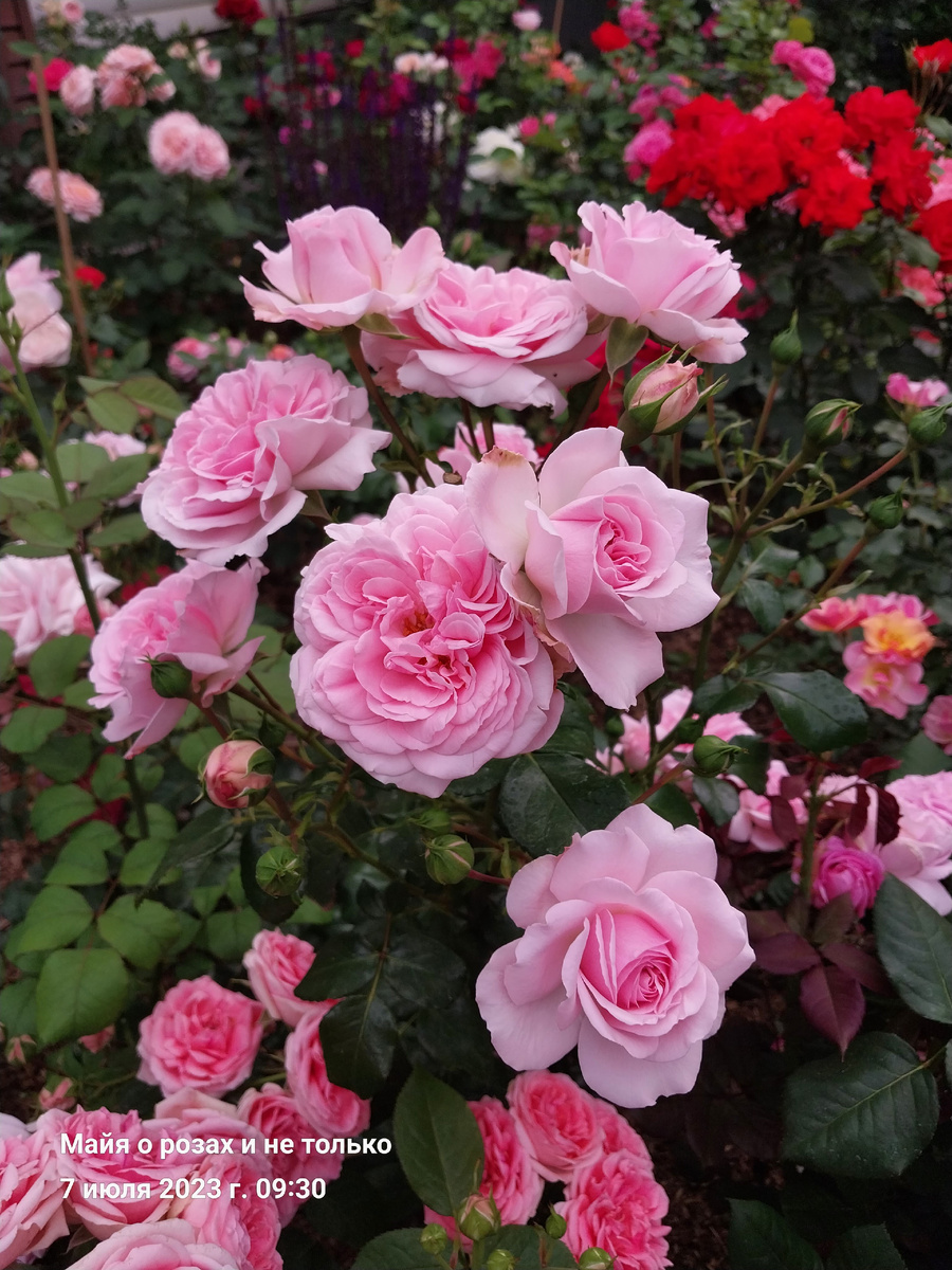 Хоум энд Гарден 