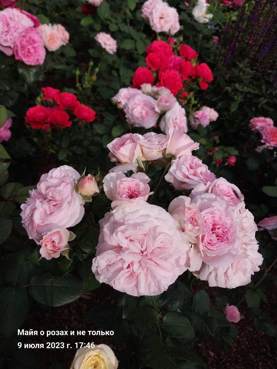 Мариятерезия 