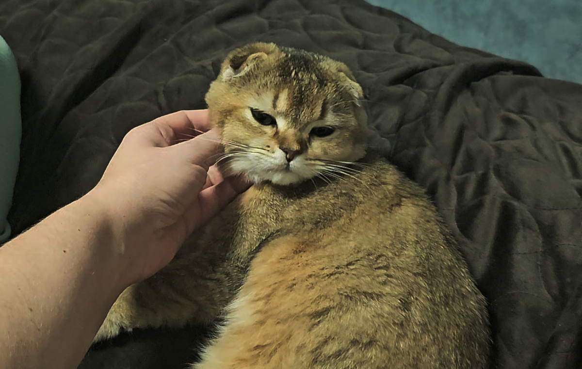 Вислоухий Шотландский Кот/кошка или скоттиш фолд (Scottish fold) очень любят ласку 