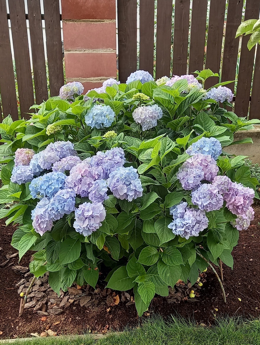 Крупнолистная гортензия