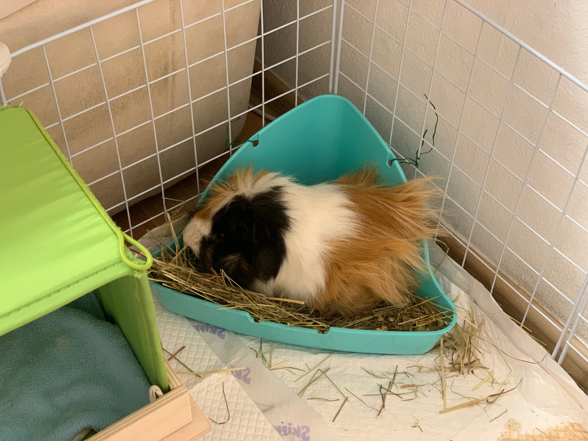 Цена такого лотка 500 руб.