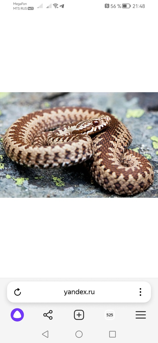 Фото из интернета.