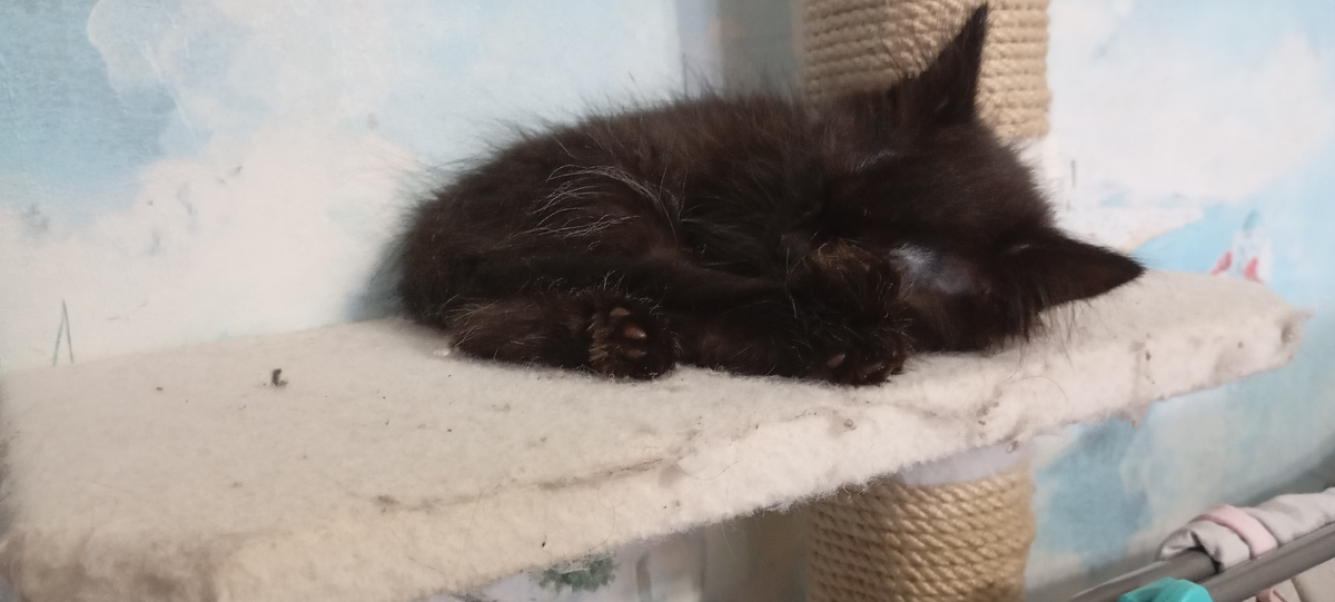 Спит на полке.